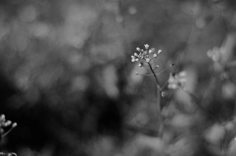 a black and white po of some small flowers