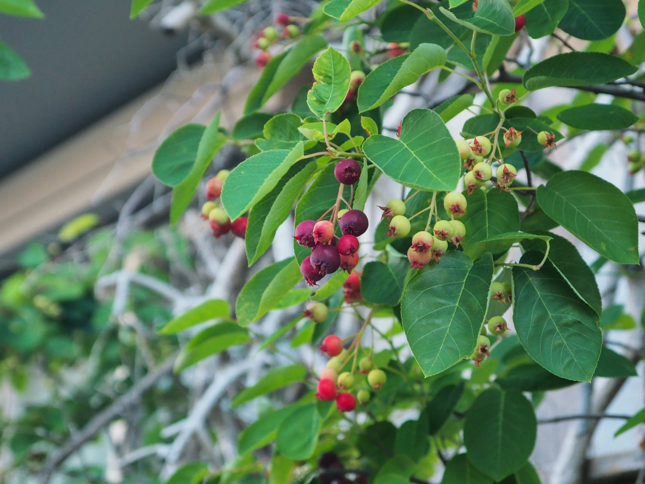 berry trees with fruit on them outside in the sun