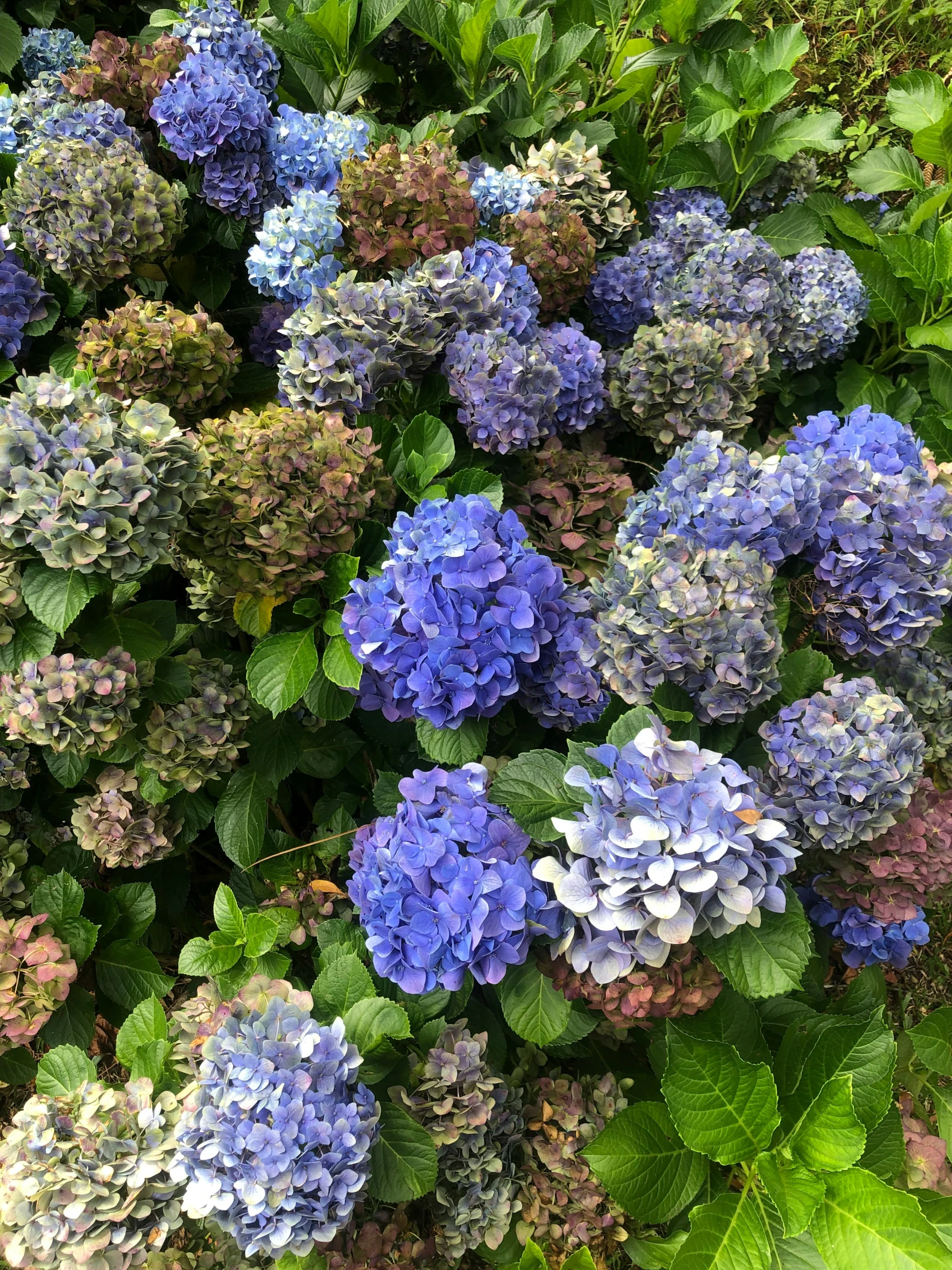 a group of hydrangea's in the middle of green leaves