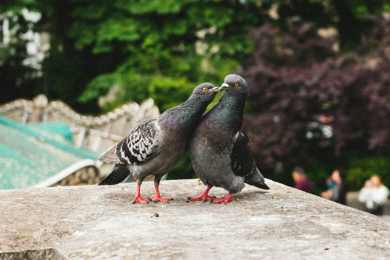 two birds are standing side by side on a ledge