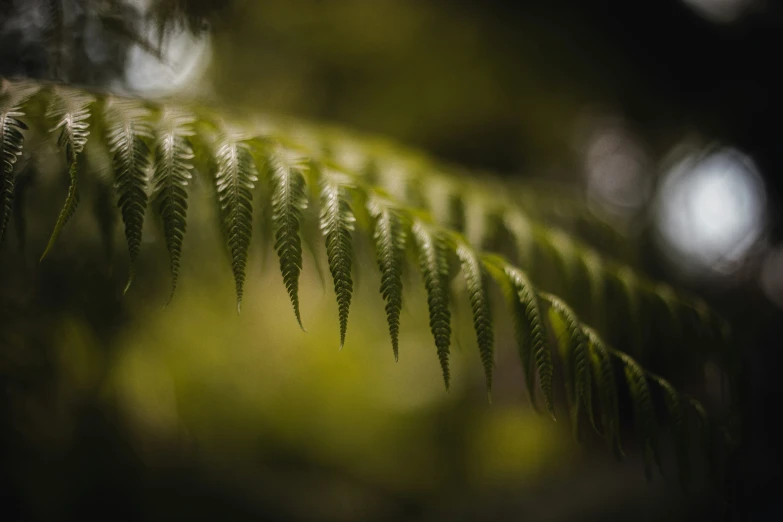 close - up view of green leaves from the underside