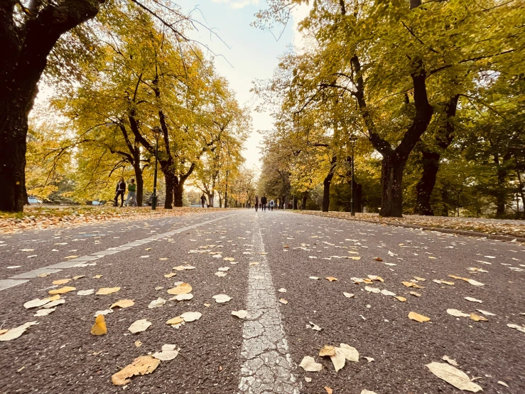 a roadway with fallen leaves laying on it