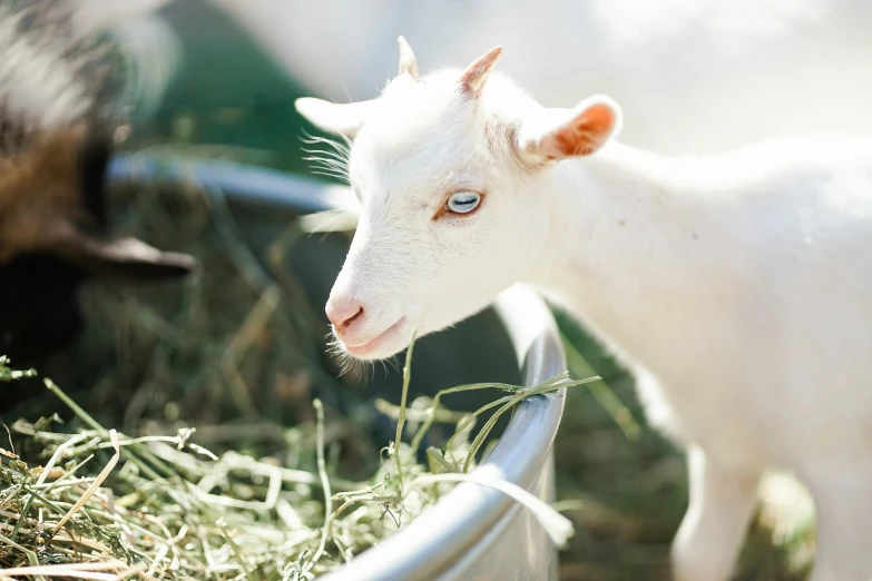 a goat stands near a wire railing and looks into the camera