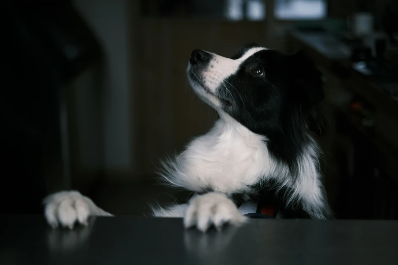 a dog sitting at the table with one paw on the counter