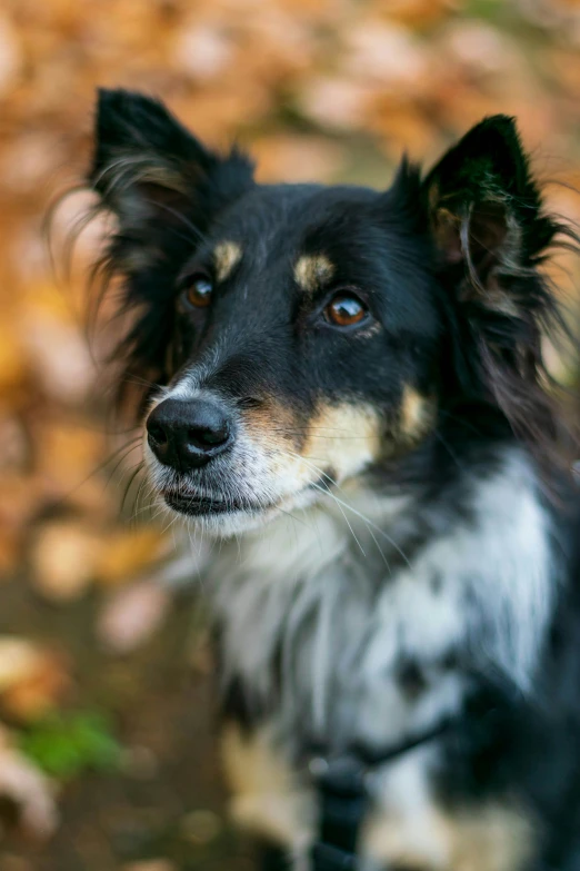 a black, white and brown dog with an ear tag