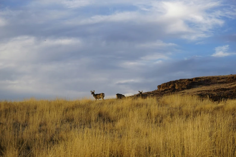 two deers standing in the tall grass on the hill