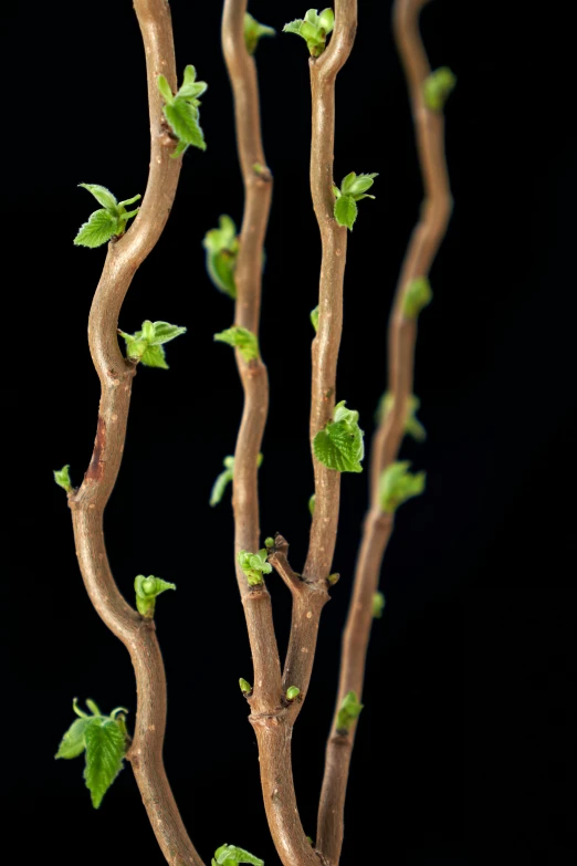 a tree nch that has green leaves on it