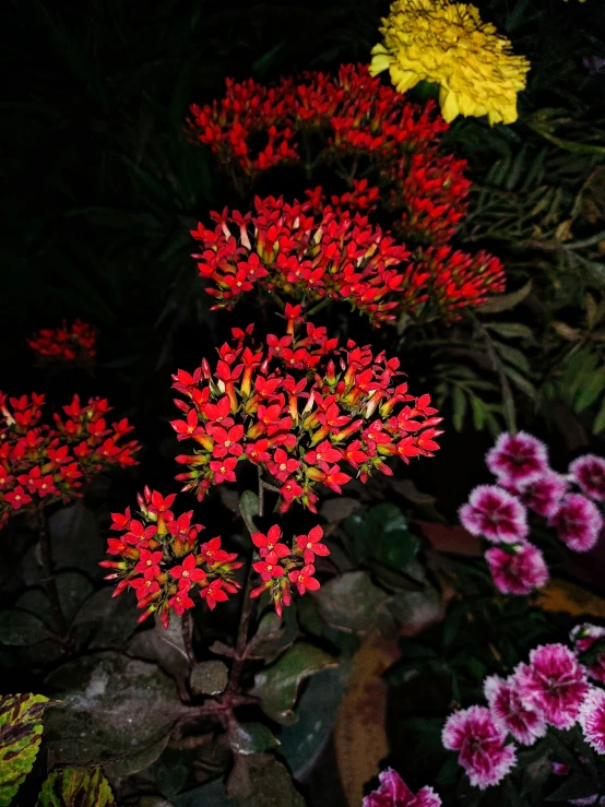 a bunch of flowers growing in the dirt