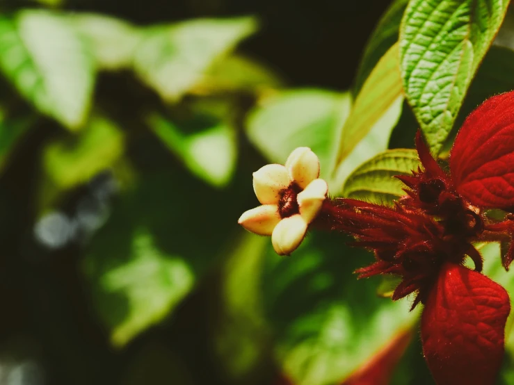 some small, red flowers sitting on top of green leaves