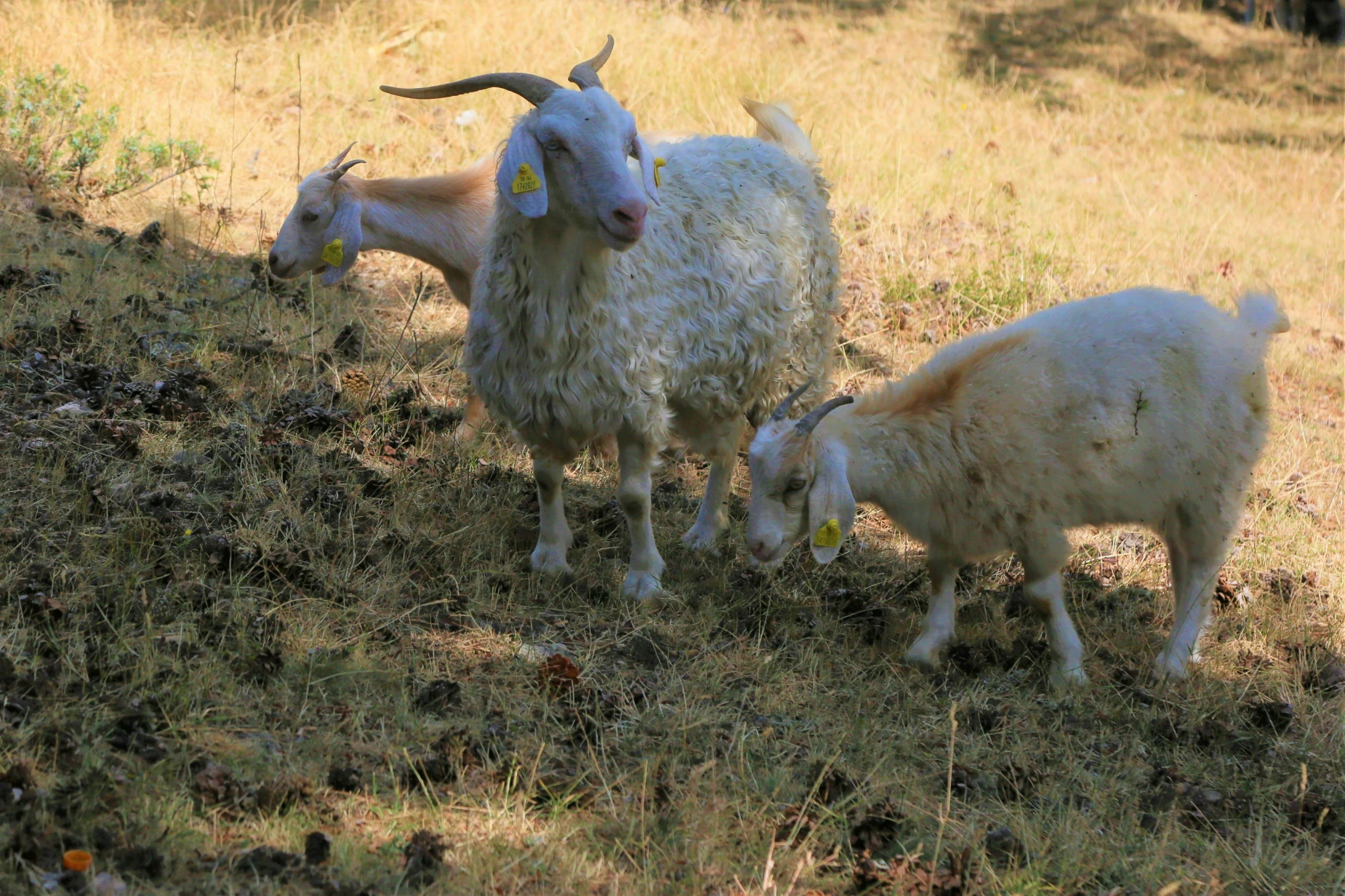 two rams with horns grazing on the grass