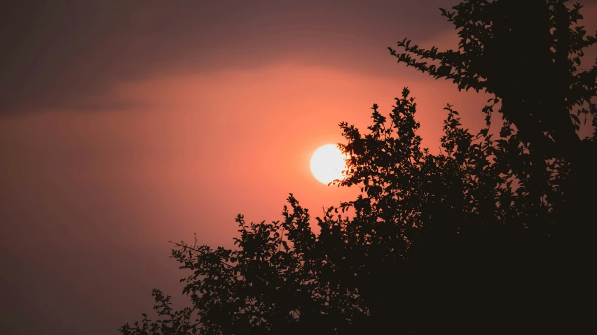 the sun rises behind some tree nches with a gray sky in the background