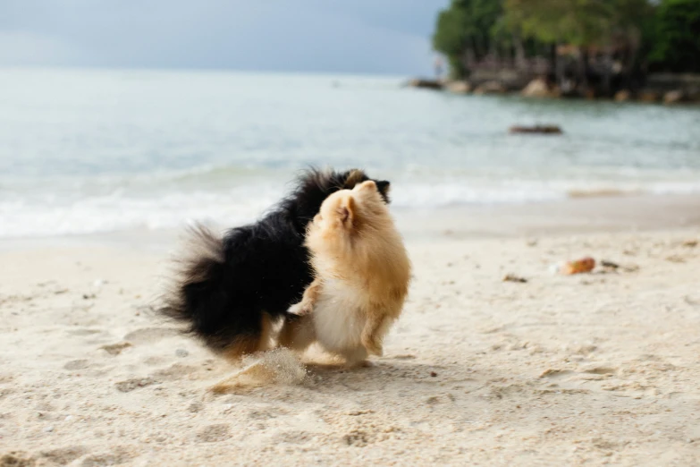 two dogs are playing on the beach while the water reflects