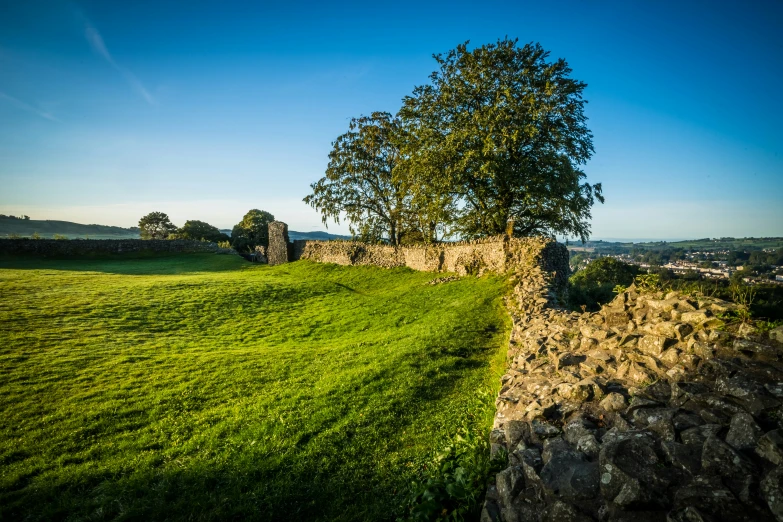 a lone tree on a grassy hill with a stone wall