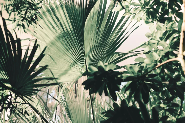 the leaves and nches of plants in a forest