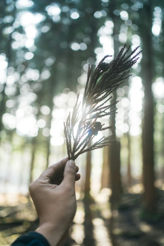 a person holding flowers in front of a forest