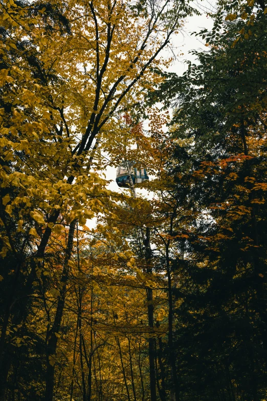 trees with yellow leaves and green foliage in fall