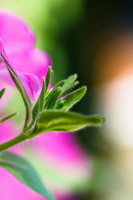 this flower has an extremely pretty pink flower