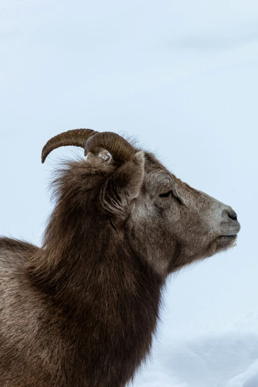 an animal with curved horns and a white face