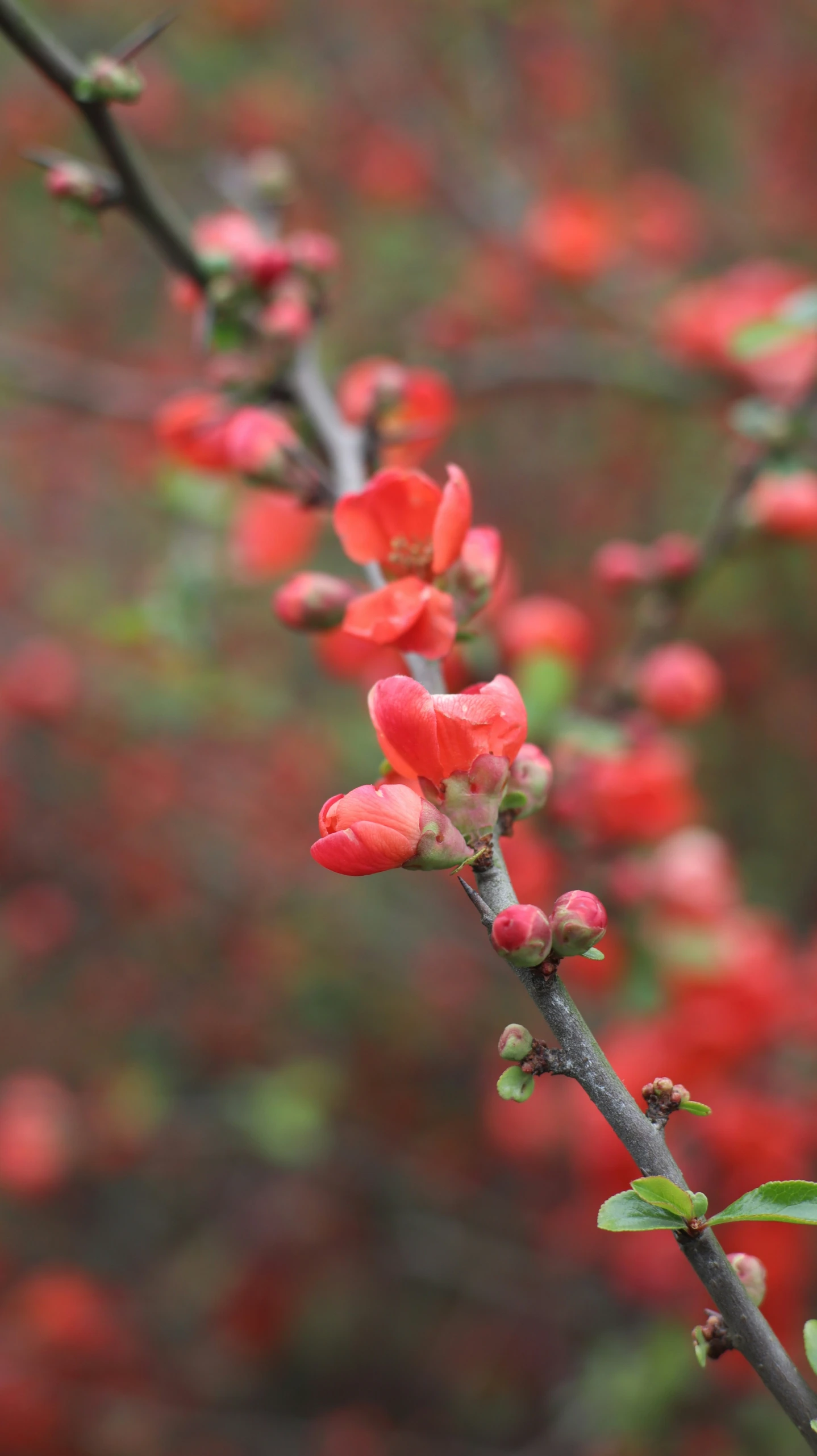 a red flowering plant with green leaves