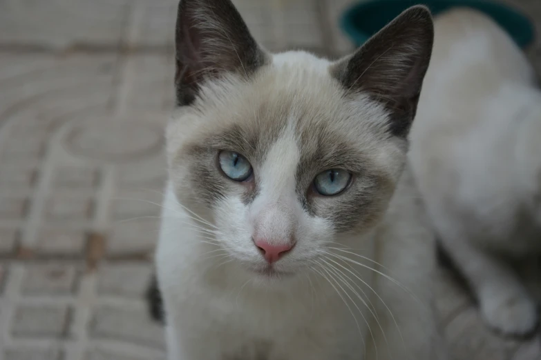 a close up of a white cat with blue eyes