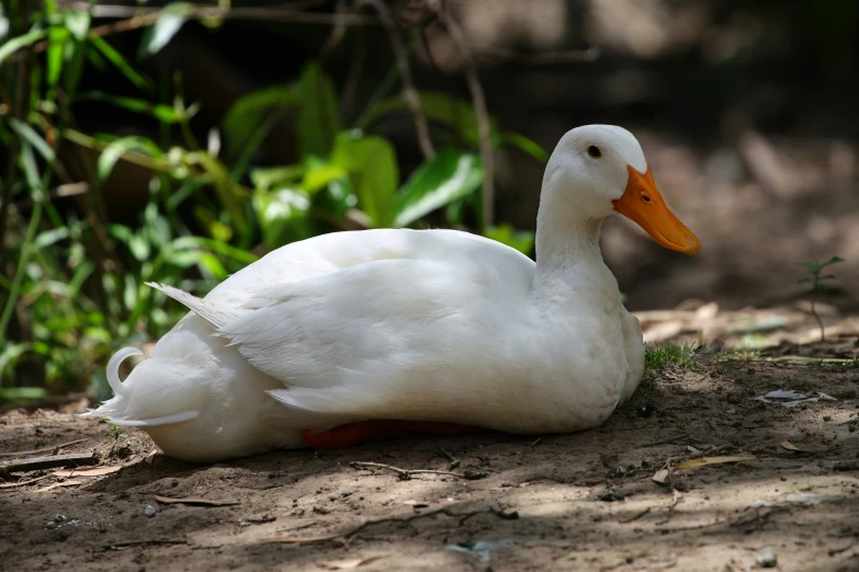 a white duck with an orange beak laying down on a sandy ground