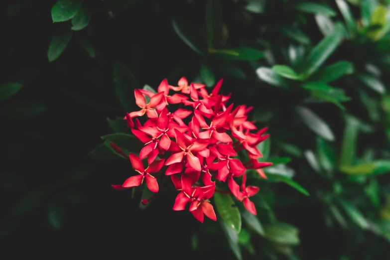 red flower blossomed on a tree in the night