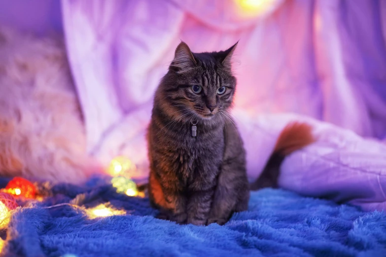 the cat is sitting in front of a purple curtain