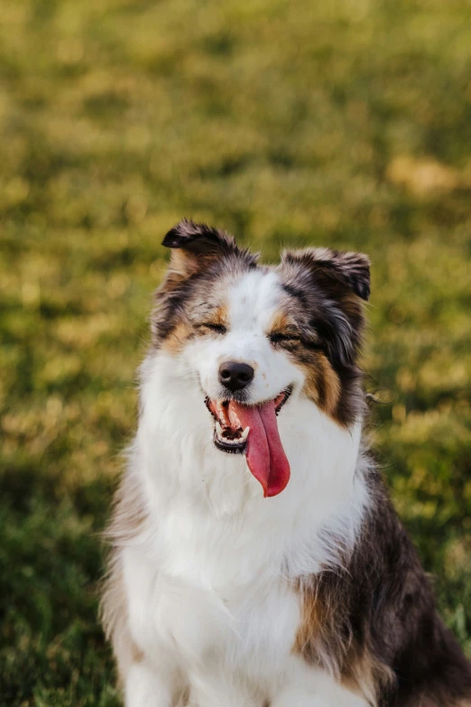 a dog sitting in the grass panting