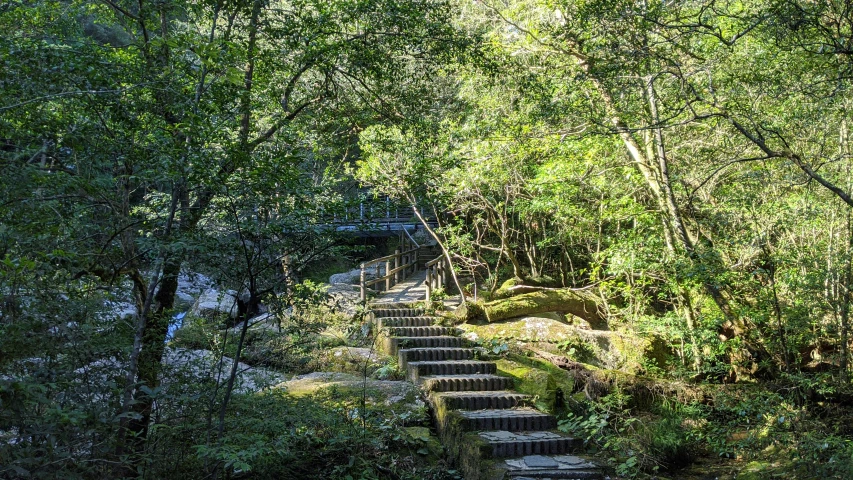 steps with green vegetation and some trees in the background