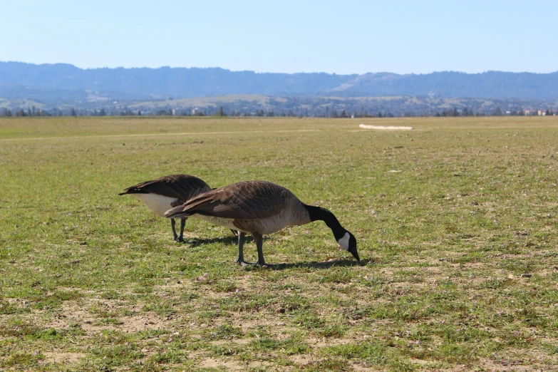 two birds are standing on the grass with one another