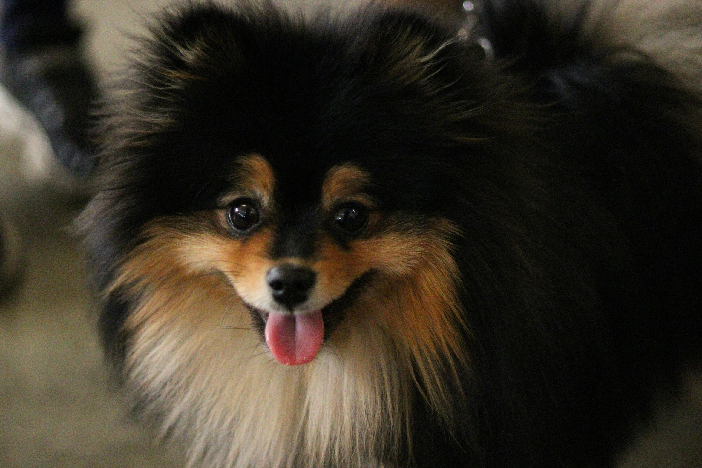 a dog is posing while it looks at the camera