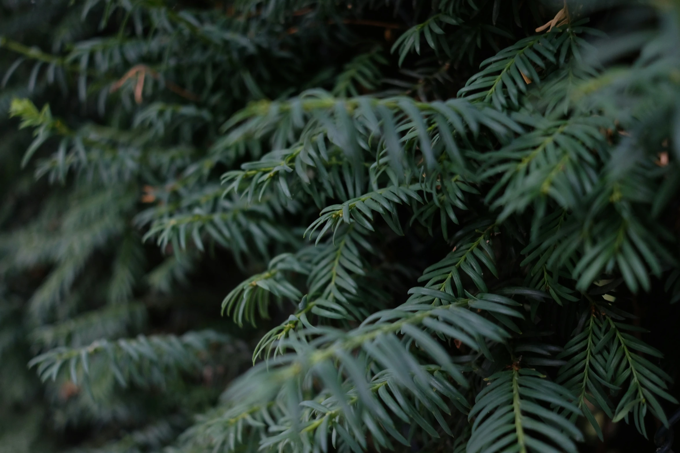 pine cones and nches in the foreground with an umbrella in the background