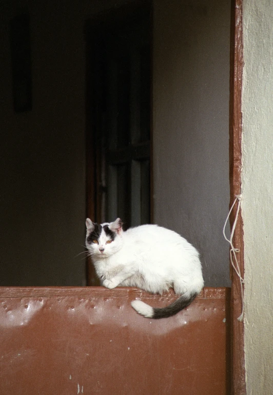 the cat is lying on top of the ledge