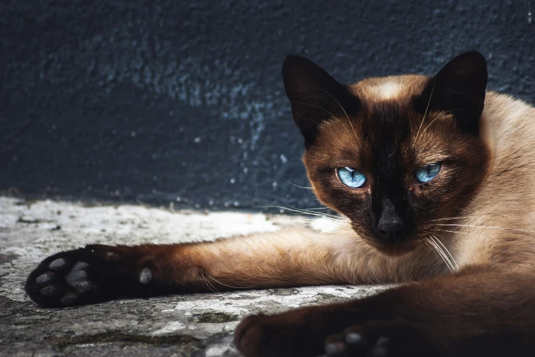 a siamese cat lying down looking into the camera