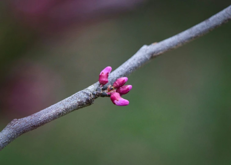 a tree nch with pink flowers and green nches