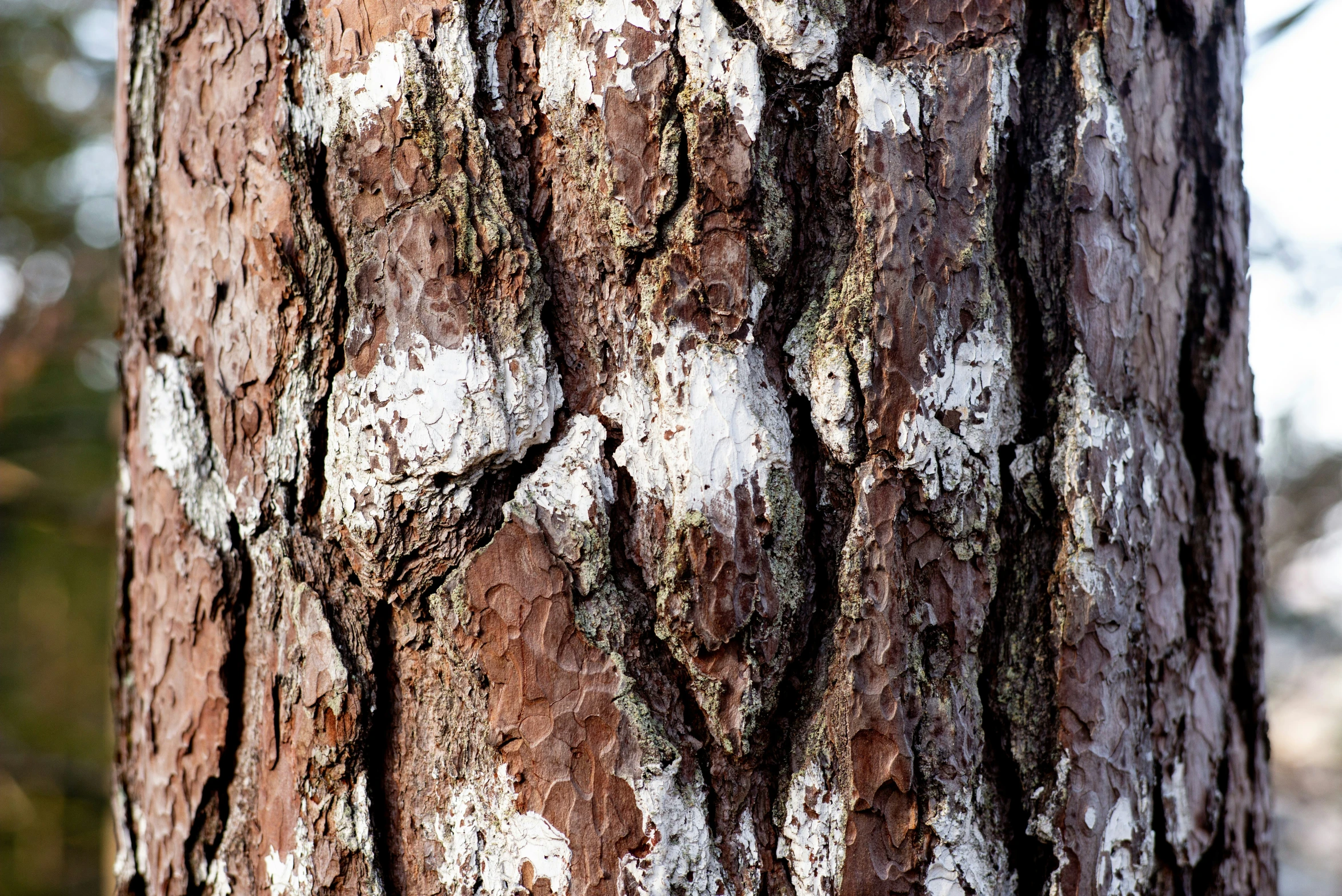 the bark of an old brown tree in a forest
