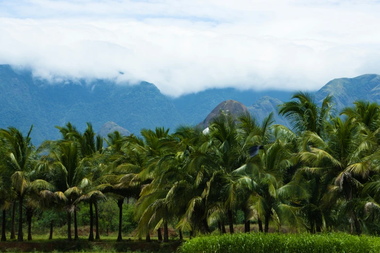 some green grass a mountain some trees and bushes