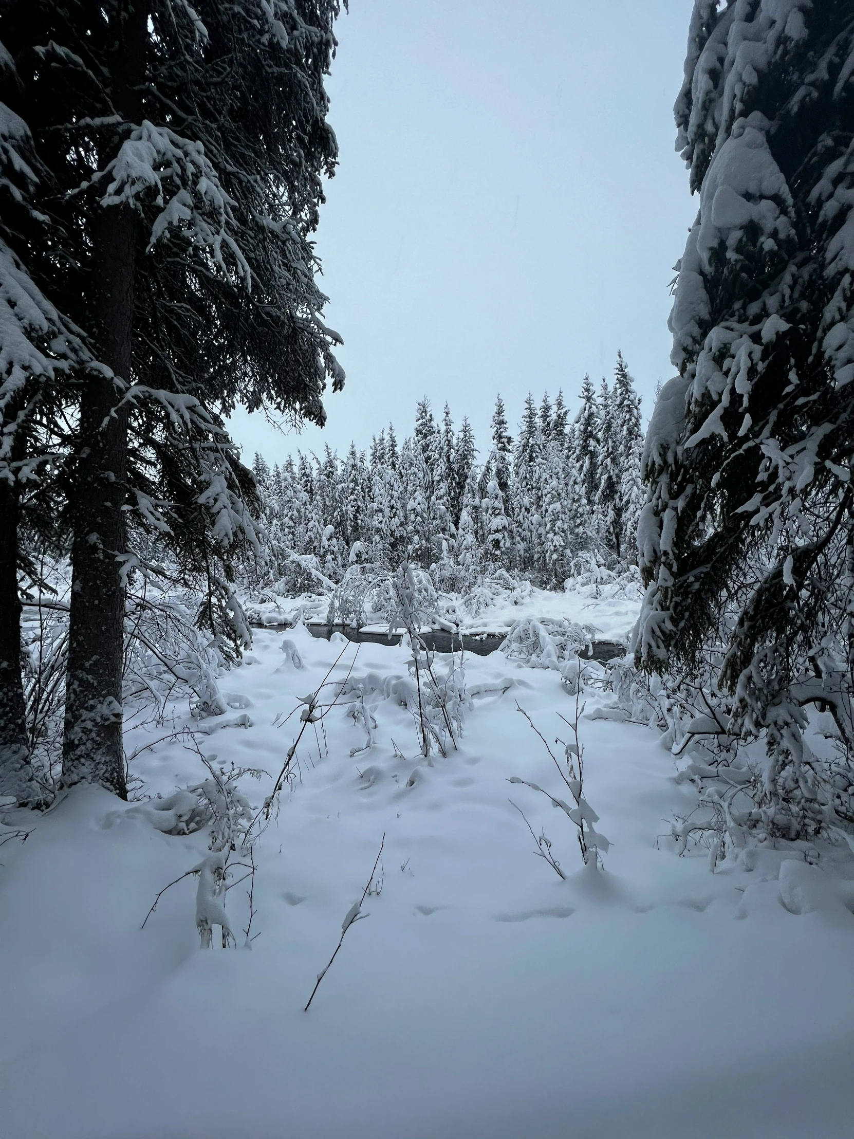 a snowy trail surrounded by pine trees and evergreen needles