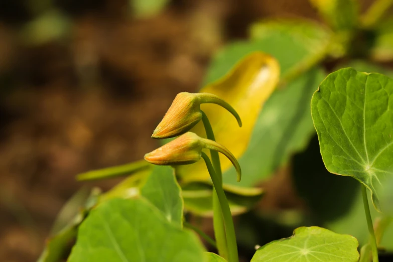 flowers and leaves are growing on the plant