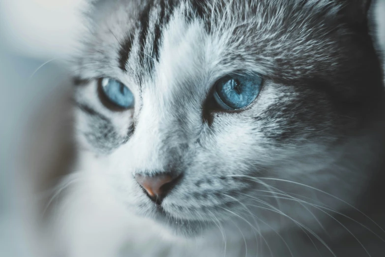 a blue eyed cat with white and grey fur