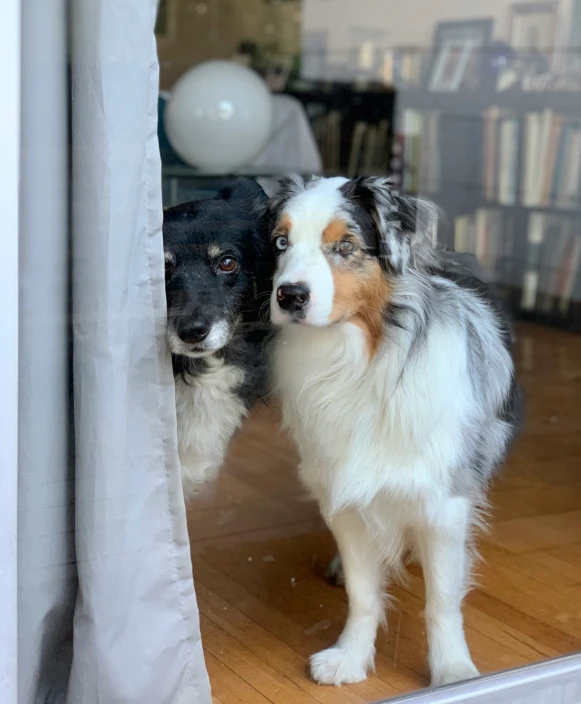 two dogs stand side by side in front of a window
