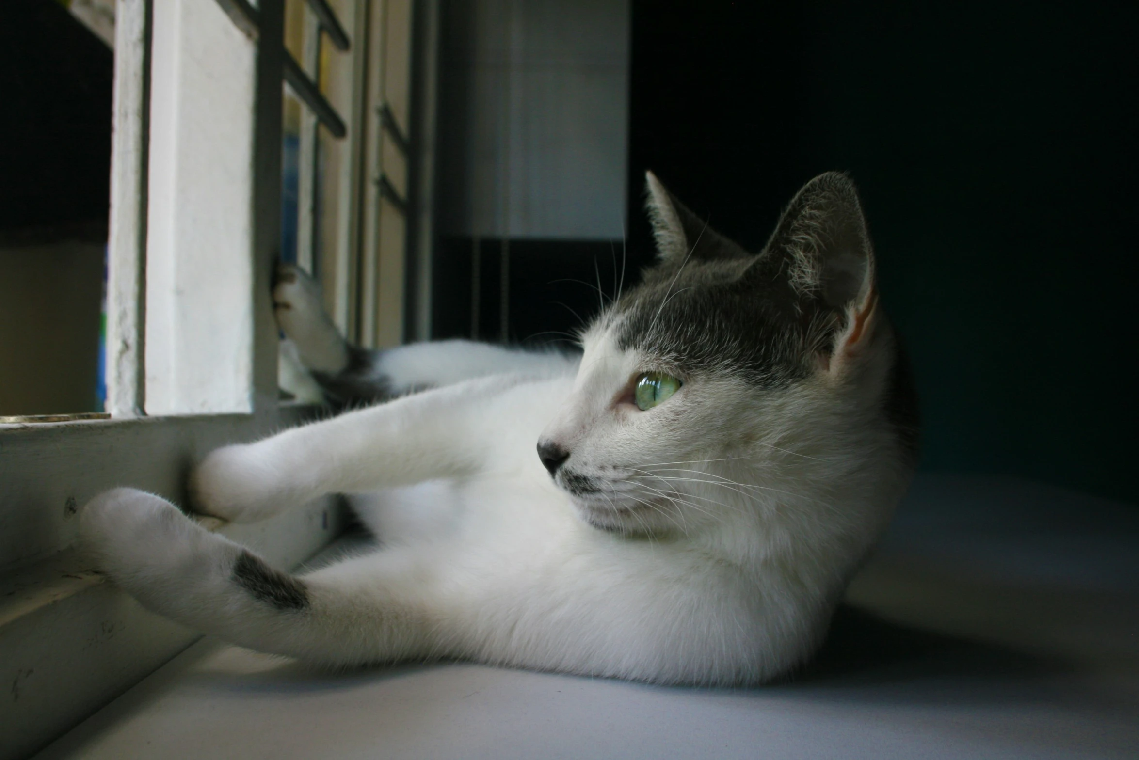 a cat laying down in front of a window