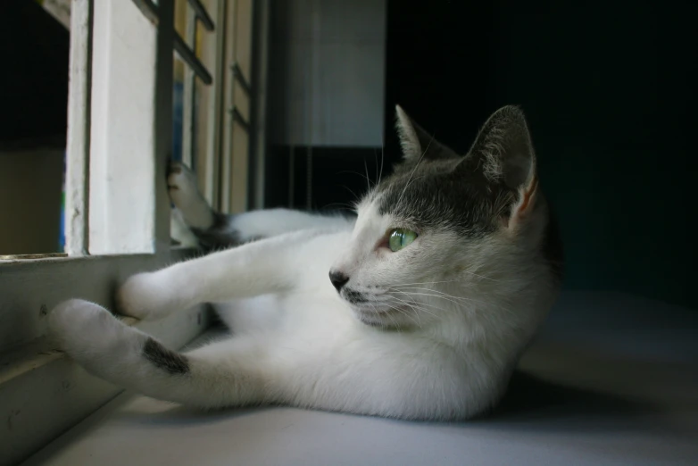 a cat laying down in front of a window