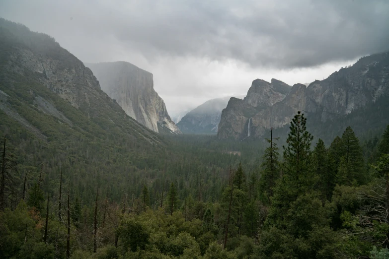 a forest with pine trees and mountain peaks covered in clouds