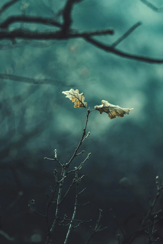 a leaf floating on top of the twigs of a tree