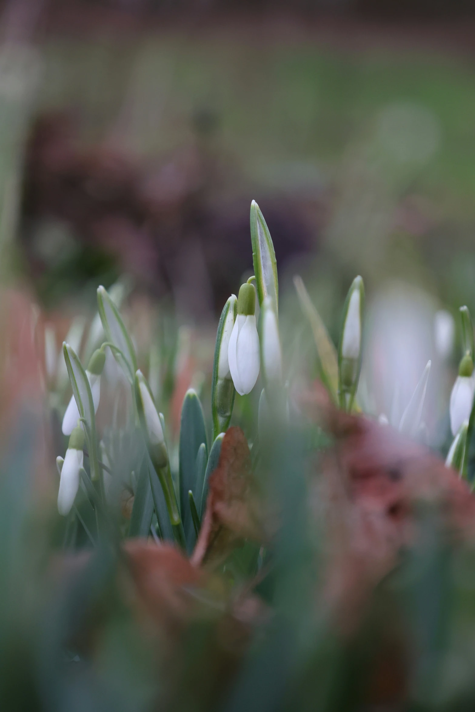 several small white flowers in the grass