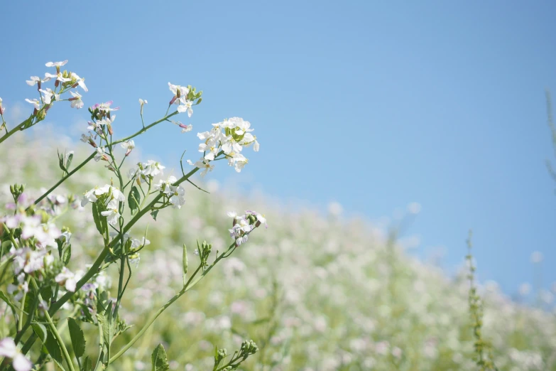 an image of some pretty flowers in the sky