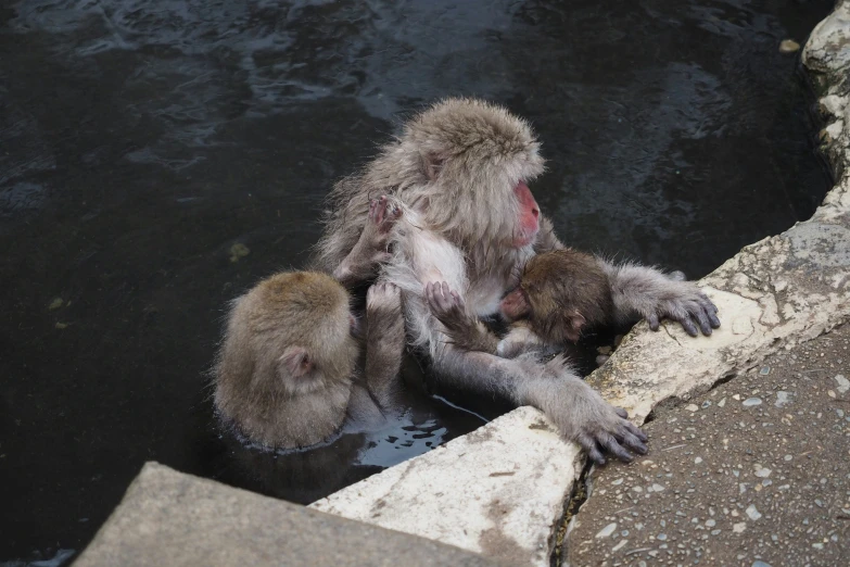 two monkeys are in water near some concrete steps