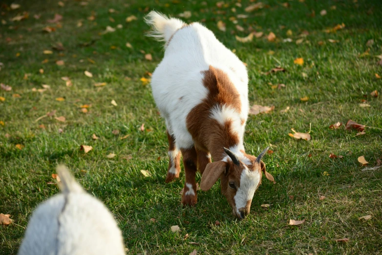 two goats in an open field of grass and leafy grass