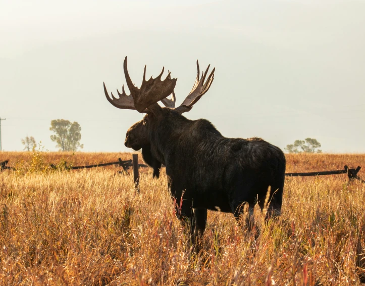 a moose is standing in the tall grass